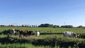 Veeteelt